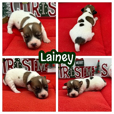 Jack Russell puppy puppies near me