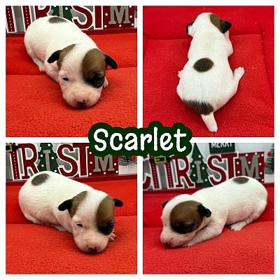 Jack Russell terrier breeder Texas Fort Worth Dallas Austin houston