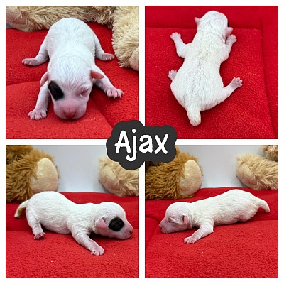 Jack Russell puppy for sale Texas Dallas Fort Worth austin