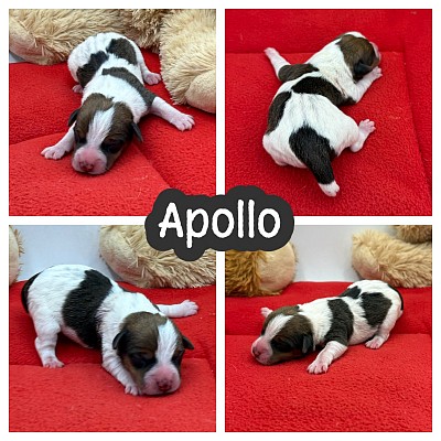 Jack Russell puppy puppies near me