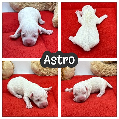 Jack Russell terrier puppies Dallas Fort Worth Texas