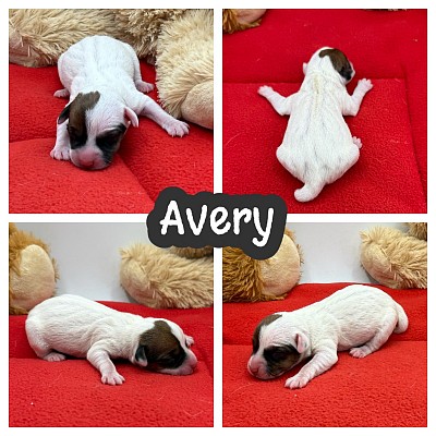 Jack Russell terriers for sale near me Texas