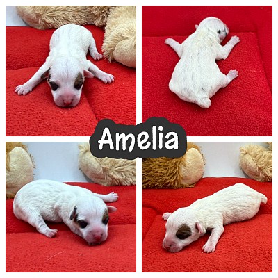 JRT jack Russell puppy puppies breeder sale
