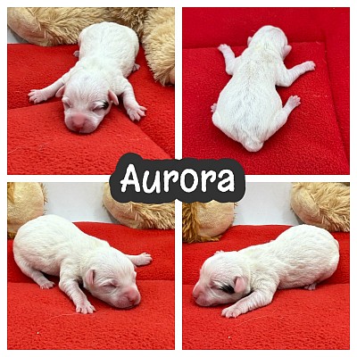 Jack Russell terrier JRT shorty shortie sale puppy