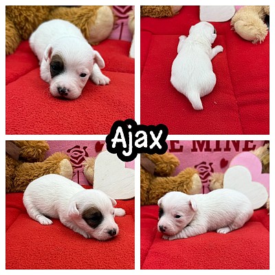 Jack Russell puppy for sale Texas Dallas Fort Worth austin