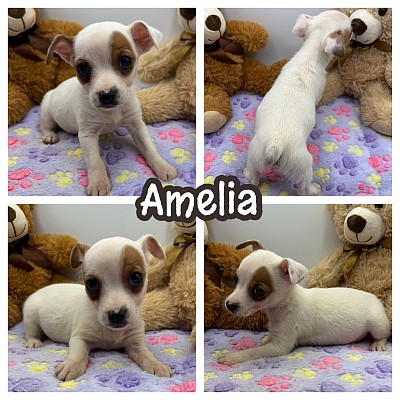 JRT jack Russell puppy puppies breeder sale