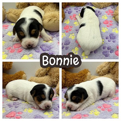 Jack Russell Texas Dallas Fort Worth Austin Houston San antonio