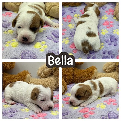 Jack Russell terrier puppy puppies for sale
