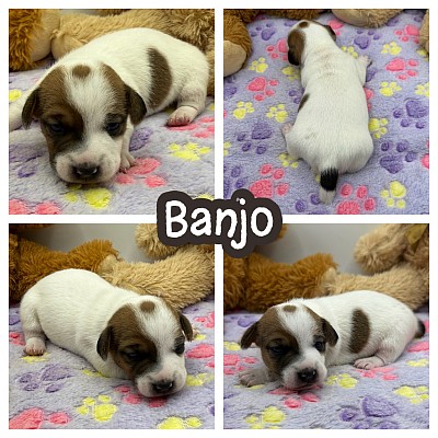 Jack Russell jrt breeder puppies sale Texas near me