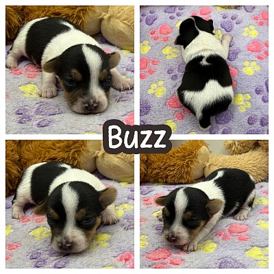 Jack Russell puppy for sale Texas Dallas Fort Worth austin