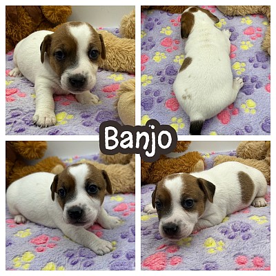 Jack Russell jrt breeder puppies sale Texas near me