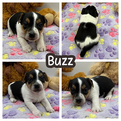 Jack Russell puppy for sale Texas Dallas Fort Worth austin