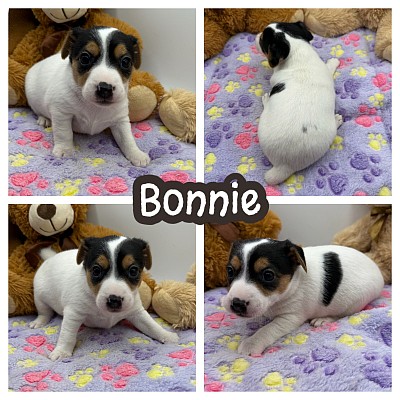 Jack Russell Texas Dallas Fort Worth Austin Houston San antonio