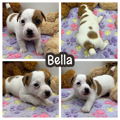 Jack Russell terrier puppy puppies for sale